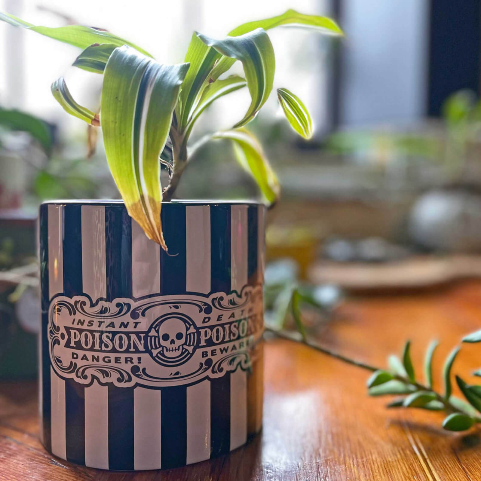 Sourpuss Poison Plant Stripe Skull Gothic Homeware Container